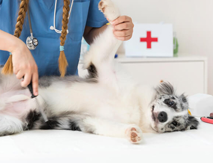 Pet
