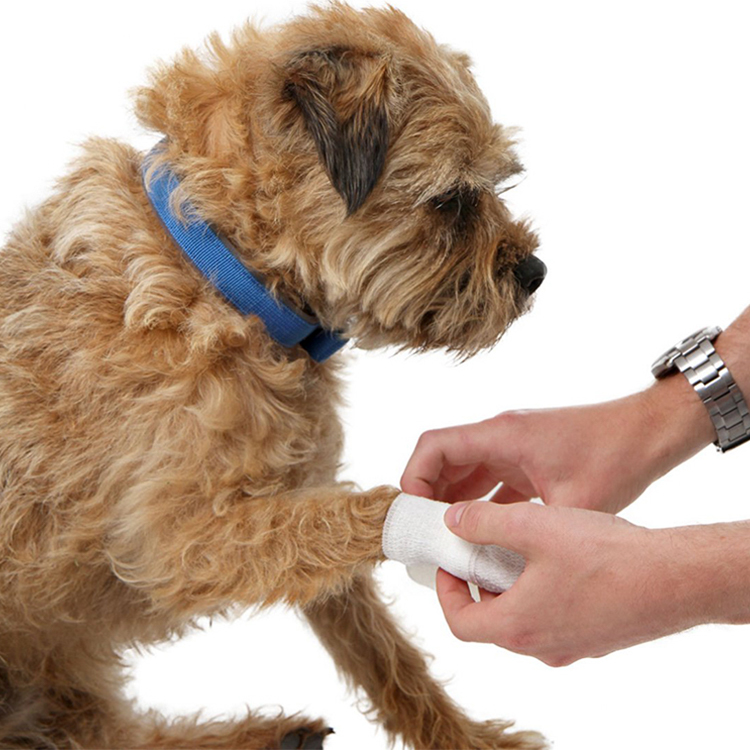 Cat & Dog First Aid Kit for Car - Pet Emergency Kit for Home Office Travel – Dog Camping Essentials with Digital Thermometer, Muzzle & Mini First Aid Pouch