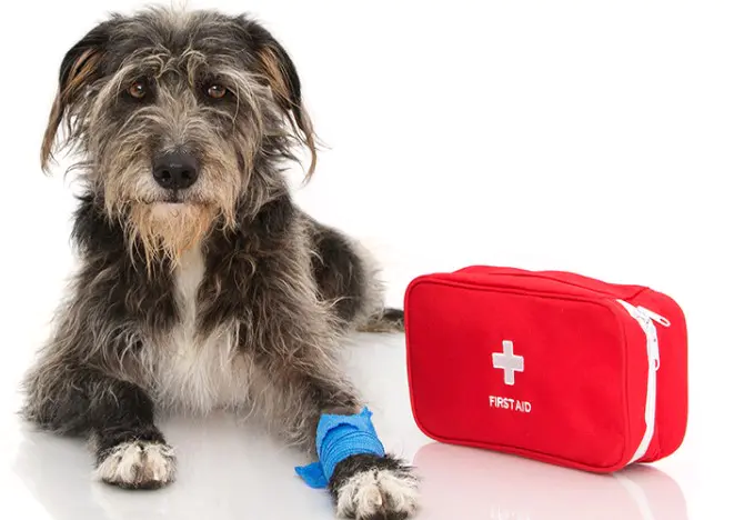 Red Pet First Aid Kit Compact Emergency Bag for Dogs & Cats